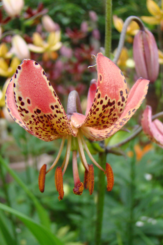 ĽALIA MANITOBA MORNING 50 ks